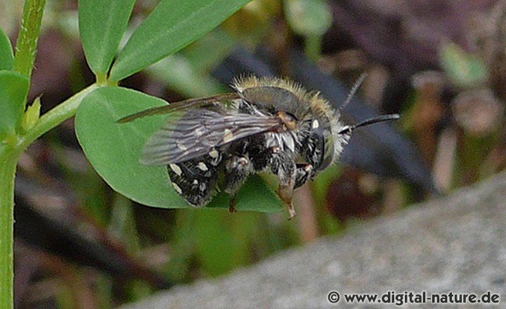 Weißfleckige Wollbiene Anthidium punctatum
