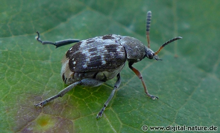 Dunkler Samenkäfer Bruchus affinis