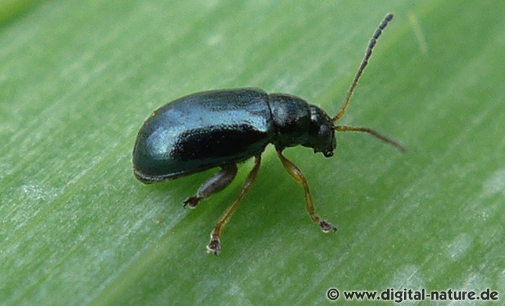 Aphthona nonstriata an Sumpf-Schwertlilie