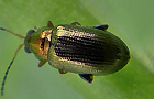 Crepidodera plutus