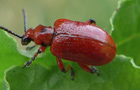 Maiglöckchenhähnchen