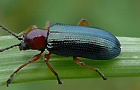 Rothalsiges Getreidehähnchen
