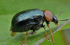 Blauer Langbeinkäfer