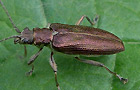 Donacia simplex
