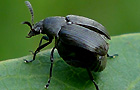Bruchidius villosus