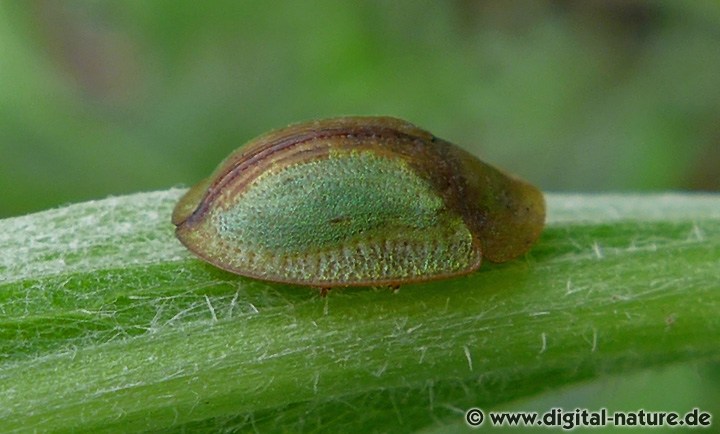 Cassida vibex und C. bergeali - Unterscheidung