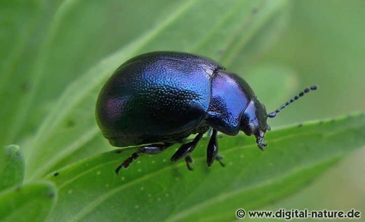 Johanniskraut-Blattkäfer Chrysolina varians