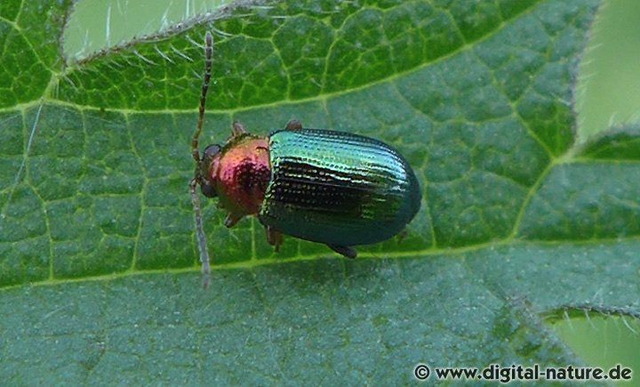 Weiden-Erdfloh Crepidodera aurata
