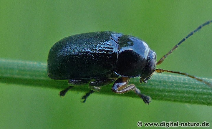 Fallkäfer Cryptocephalus nitidus Männchen