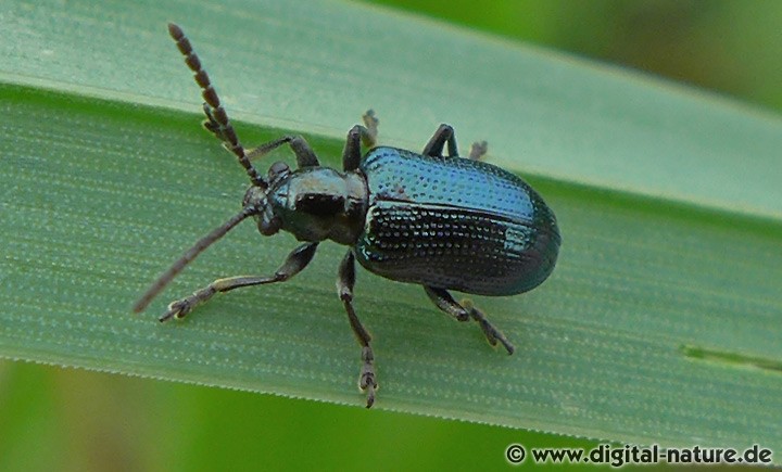 Blaues Getreidehähnchen Oulema gallaeciana