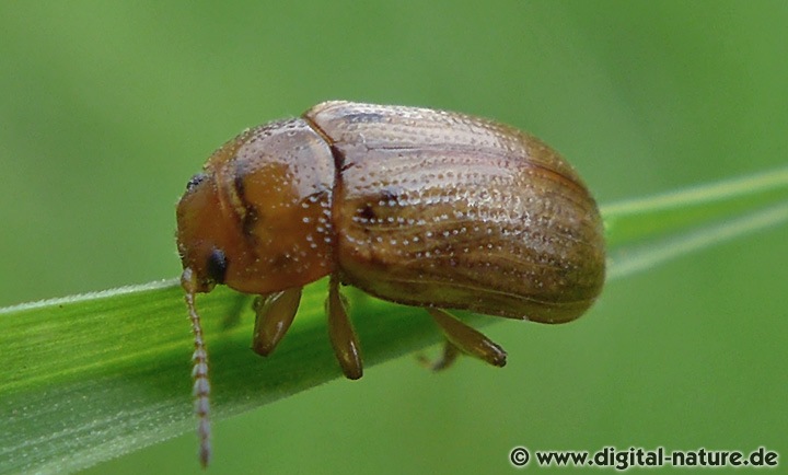 Blattkäfer Gonioctena pallida