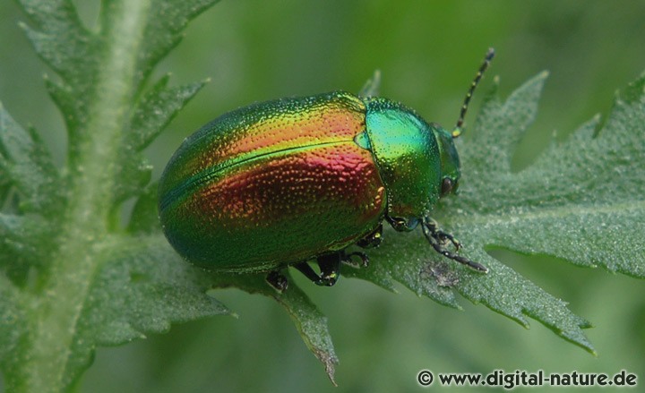 Das zweite Fühlerglied ist bei Chrysolina graminis gelblich