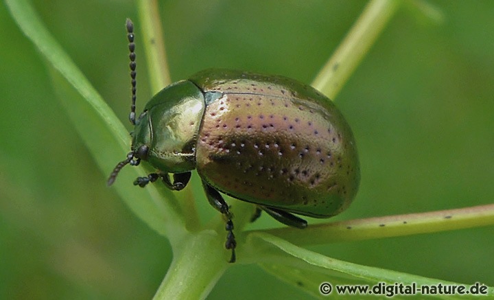 Chrysolina hyperici: Larven Entwicklung