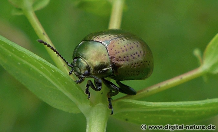 Chrysolina hyperici an Johanniskraut-Pflanzen