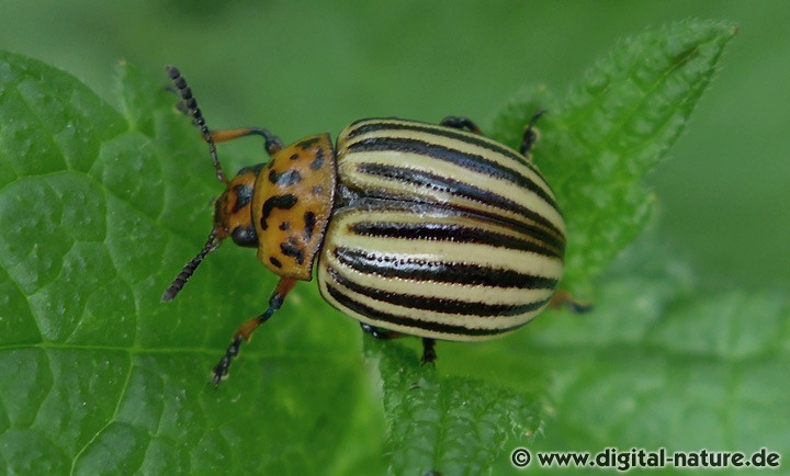 Kartoffelkäfer Leptinotarsa decemlineata