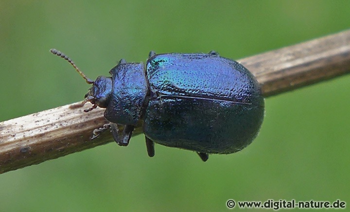 Erzfarbener Erlenblattkäfer Linaeidea aenea