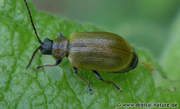 Braungelber Weidenblattkäfer Lochmaea capreae