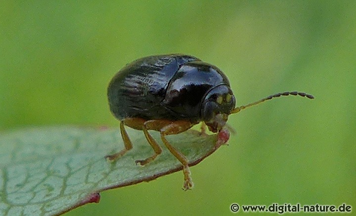 Cryptocephalus ocellatus Merkmale