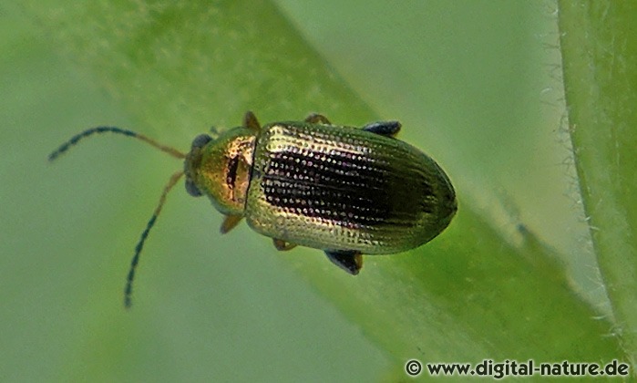 Blattkäfer Crepidodera plutus