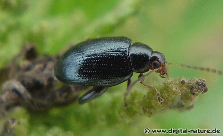 Rapserdfloh Psylliodes chrysocephalus