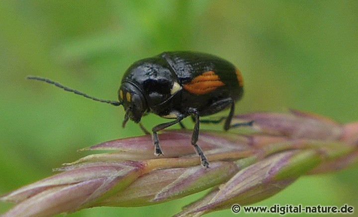Cryptocephalus moraei Lebensräume
