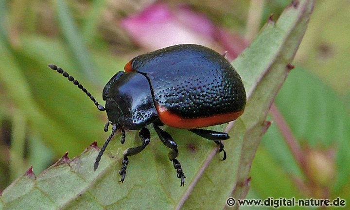 Chrysolina sanguinolenta Lebensräume