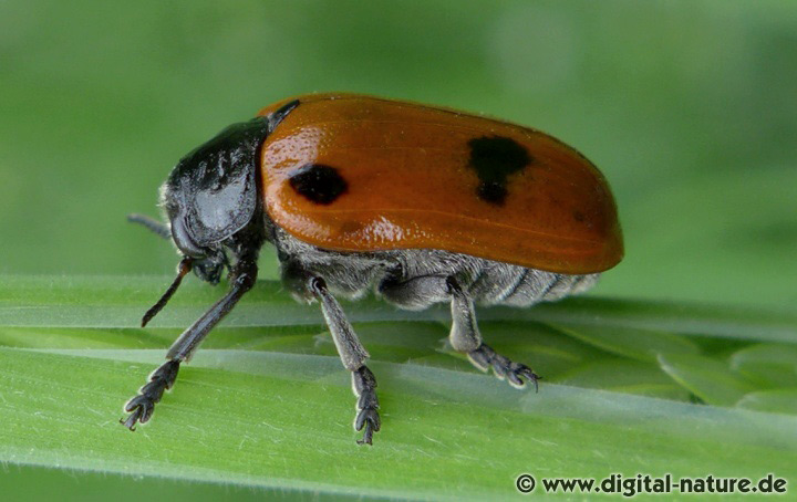 Clytra quadripunctata ernährt sich überwiegend von Blattgewebe (Erle, Rosengewächse, Eiche)