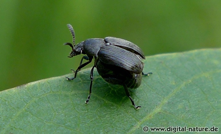Ginster-Samenkäfer Bruchidius villosus
