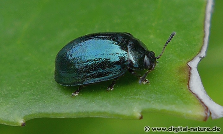 Breiter Weidenblattkäfer Plagiodera versicolora