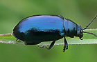 Altica aenescens