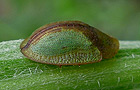 Cassida bergeali