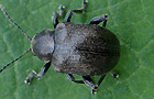 Blattfallkäfer