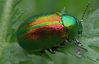 Chrysolina graminis