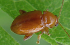 Neocrepidodera ferruginea