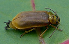 Galerucella spec.