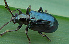 Oulema gallaeciana