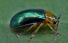 Sermylassa halensis