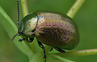 Chrysolina hyperici