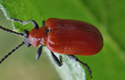 Lilienhähnchen