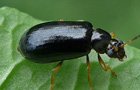 Luperus longicornis