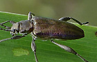 Donacia marginata