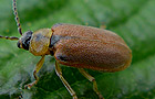 Neogalerucella