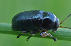 Cryptocephalus nitidus