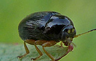 Cryptocephalus ocellatus