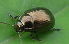 Chrysolina oricalcia