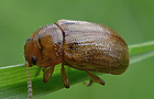 Gonioctena pallida