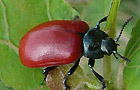 Pappelblattkäfer