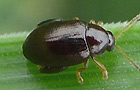 Psylliodes picinus