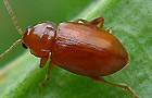 Neocrepidodera transversa
