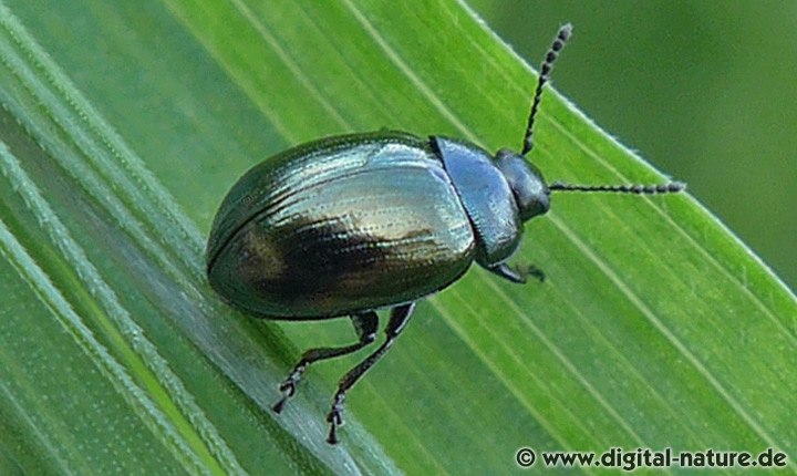 Meerrettichblattkäfer Phaedon cochleariae